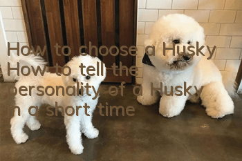 How to choose a Husky? How to tell the personality of a Husky in a short time?