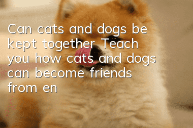 Can cats and dogs be kept together? Teach you how cats and dogs can become friends from enemies