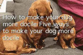 How to make your dog more docile Five ways to make your dog more docile