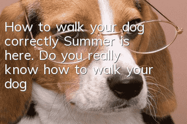 How to walk your dog correctly? Summer is here. Do you really know how to walk your dog?
