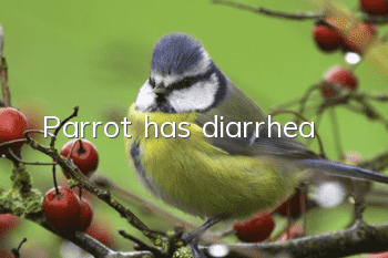 Parrot has diarrhea