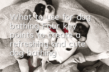 What to use for dog bathing? Four key points to create a refreshing and cute dog bathing