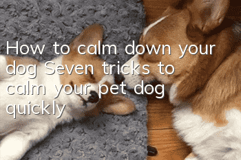 How to calm down your dog Seven tricks to calm your pet dog quickly