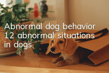 Abnormal dog behavior 12 abnormal situations in dogs