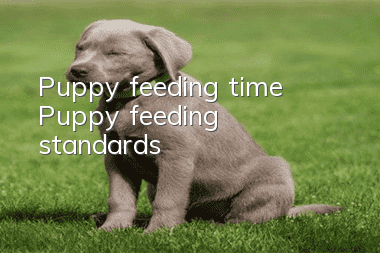 Puppy feeding time Puppy feeding standards