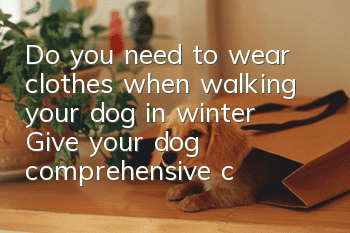 Do you need to wear clothes when walking your dog in winter? Give your dog comprehensive care when the cold winter arrives