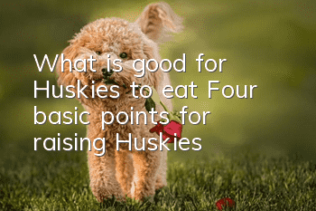 What is good for Huskies to eat? Four basic points for raising Huskies