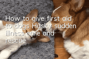 How to give first aid to dogs Husky sudden illness care and rescue