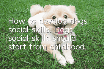 How to develop dogs’ social skills. Dogs’ social skills should start from childhood.