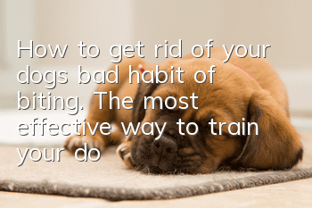 How to get rid of your dog’s bad habit of biting. The most effective way to train your dog not to bite.