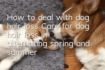 How to deal with dog hair loss Care for dog hair loss in alternating spring and summer