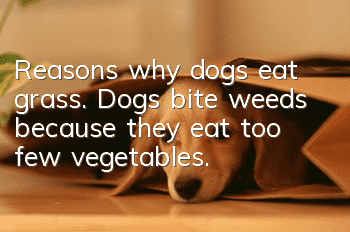Reasons why dogs eat grass. Dogs bite weeds because they eat too few vegetables.