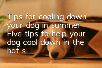 Tips for cooling down your dog in summer Five tips to help your dog cool down in the hot summer