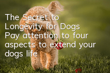 The Secret to Longevity for Dogs: Pay attention to four aspects to extend your dog’s life