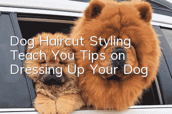 Dog Haircut Styling Teach You Tips on Dressing Up Your Dog