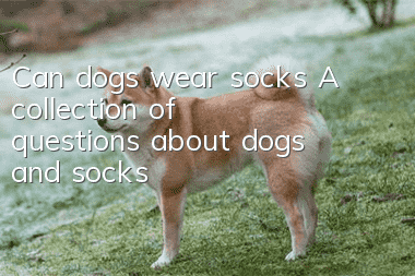 Can dogs wear socks? A collection of questions about dogs and socks