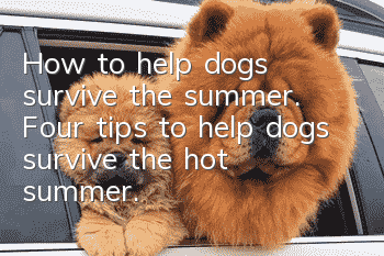 How to help dogs survive the summer. Four tips to help dogs survive the hot summer.