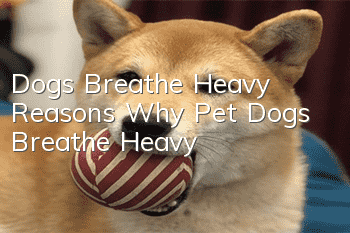 Dogs Breathe Heavy Reasons Why Pet Dogs Breathe Heavy