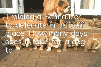 Training a Schnauzer to defecate in a fixed place. How many days does it take for a dog to learn to defecate at a fixed place?