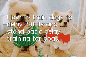 How to train dogs to delay. Sit, lie and stand: basic delay training for dogs.