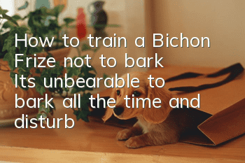 How to train a Bichon Frize not to bark? It’s unbearable to bark all the time and disturb other people!