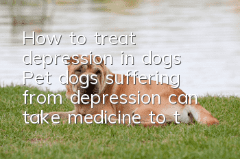 How to treat depression in dogs? Pet dogs suffering from depression can take medicine to treat it