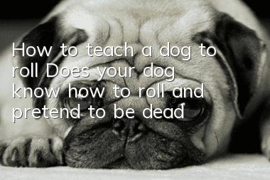 How to teach a dog to roll? Does your dog know how to roll and pretend to be dead?