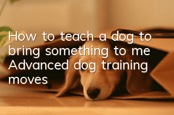 How to teach a dog to bring something to me? Advanced dog training moves