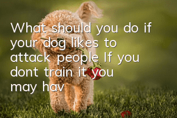What should you do if your dog likes to attack people? If you don’t train it, you may have no friends!