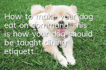 How to make your dog eat on command? This is how your dog should be taught dining etiquette!