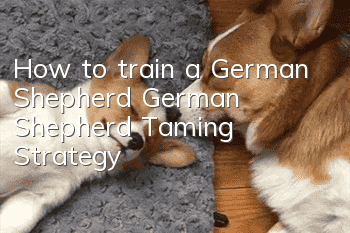 How to train a German Shepherd German Shepherd Taming Strategy