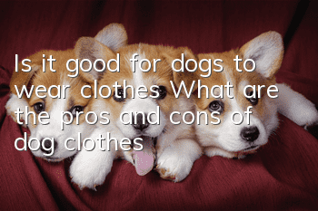 Is it good for dogs to wear clothes? What are the pros and cons of dog clothes?