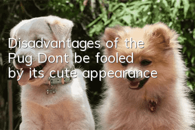 Disadvantages of the Pug: Don’t be fooled by its cute appearance