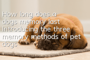How long does a dog’s memory last? Introducing the three memory methods of pet dogs
