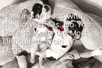 Ranking of Dogs with the Lowest IQs. Do You Dare to Keep the Most Difficult to Train Dogs?