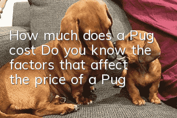 How much does a Pug cost? Do you know the factors that affect the price of a Pug?