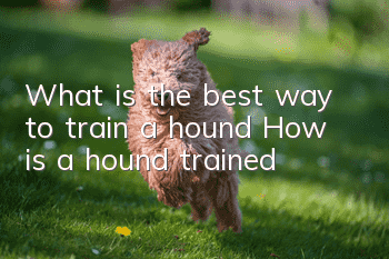 What is the best way to train a hound? How is a hound trained?