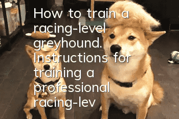 How to train a racing-level greyhound. Instructions for training a professional racing-level greyhound.