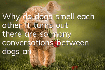 Why do dogs smell each other? It turns out there are so many conversations between dogs and their own kind