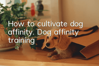 How to cultivate dog affinity. Dog affinity training