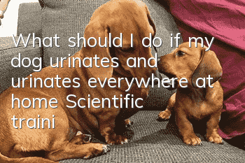 What should I do if my dog urinates and urinates everywhere at home? Scientific training without beating or scolding