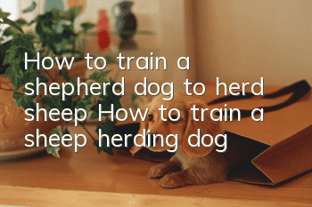 How to train a shepherd dog to herd sheep? How to train a sheep herding dog?