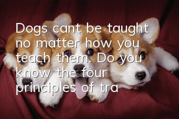 Dogs can’t be taught no matter how you teach them. Do you know the four principles of training?