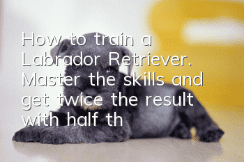 How to train a Labrador Retriever. Master the skills and get twice the result with half the effort.