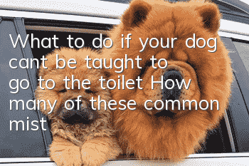 What to do if your dog can’t be taught to go to the toilet? How many of these common mistakes have you made in training?