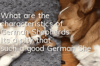 What are the characteristics of German Shepherds? It’s a pity that such a good German Shepherd is banned!