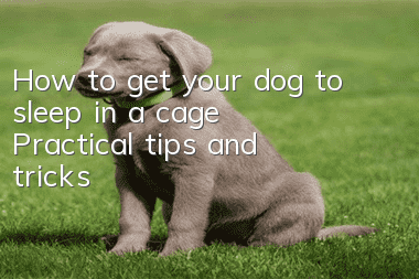 How to get your dog to sleep in a cage Practical tips and tricks