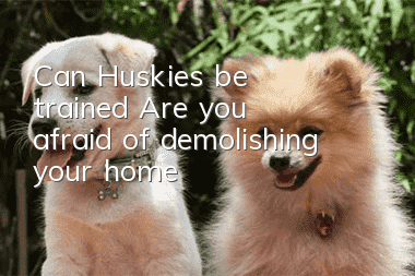 Can Huskies be trained? Are you afraid of demolishing your home?