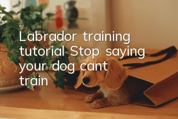 Labrador training tutorial: Stop saying your dog can’t train!