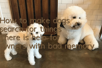 How to make dogs search for things? There is help for owners with bad memory